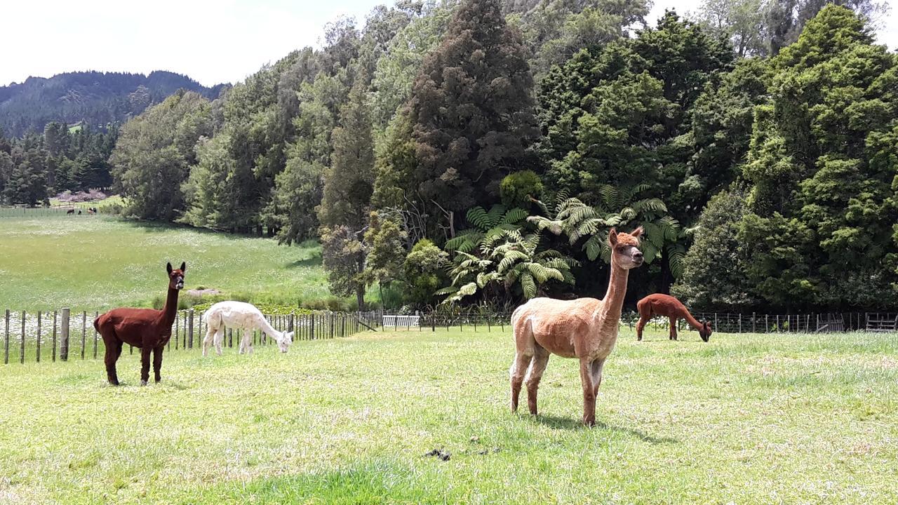 Vinegar Hill Bed & Breakfast Kauri Exterior photo